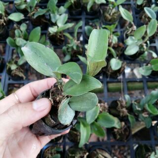 Hoa lan Cattleya mini