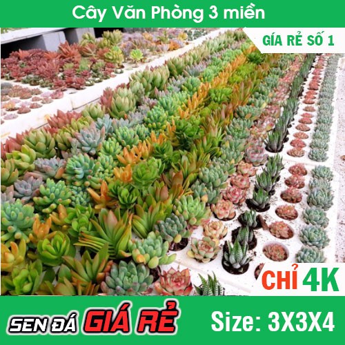 Đại tiệc SEN ĐÁ chỉ 4K