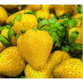 GÓI 50 hạt giống dâu tây vàng chịu nhiệt luckyseed hạt siêu rẻ