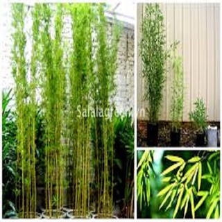 Bụi cây trúc quân tử (5 thân)