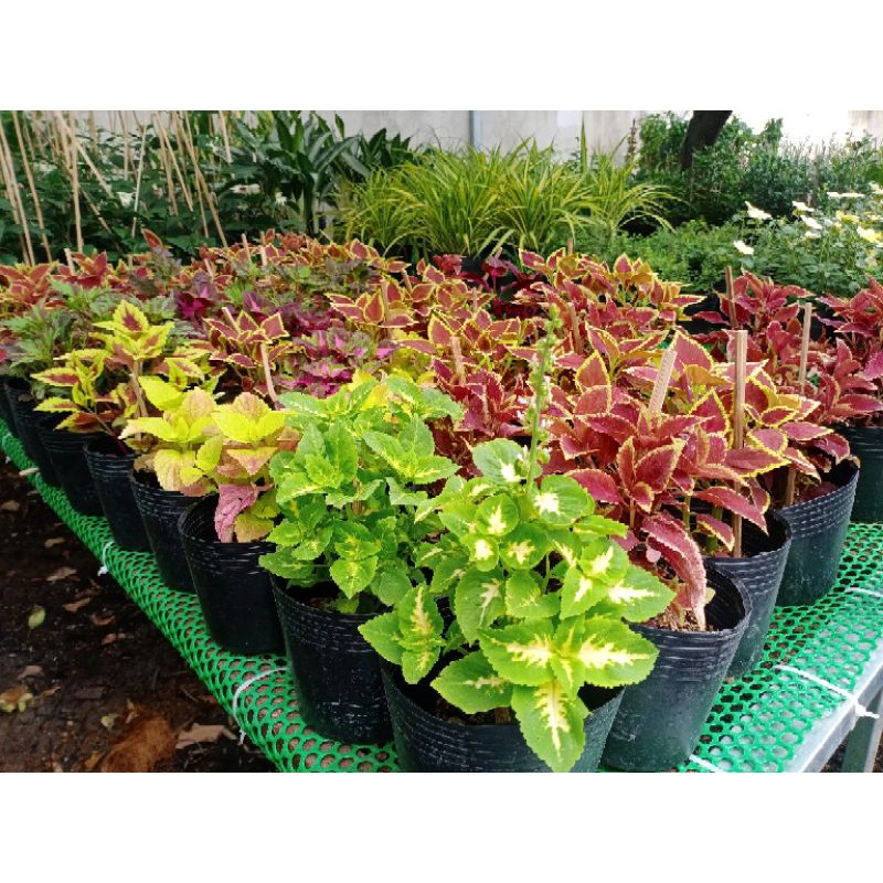 Cây lá gấm, lá gấm, cây gấm màu, cây tía tô cảnh, Coleus blumei Benth
