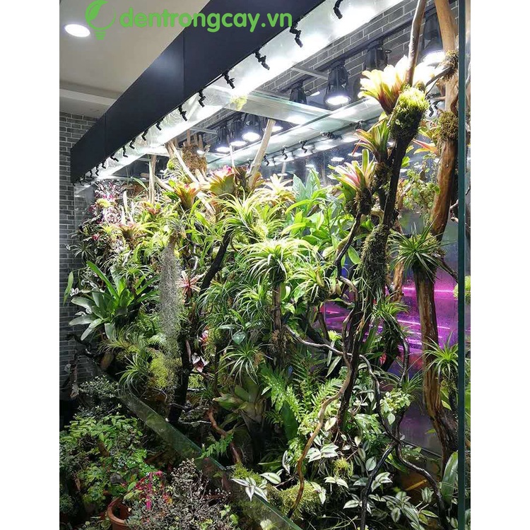 Đèn Led Ray RGB 35W/45W dùng cho cây trong nhà, bán cạn, thuỷ sinh