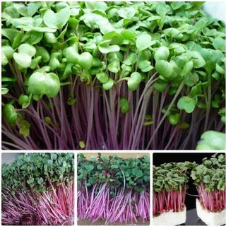 Hạt giống rau mầm củ cải đỏ 20gr