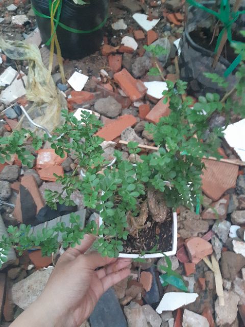 Cần thăng bonsai rể quái