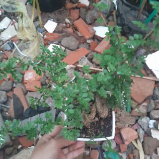 Cần thăng bonsai rể quái