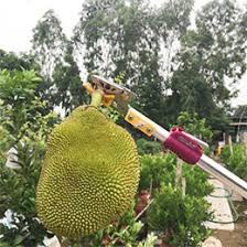 Kéo hái hoa quả kết hợp cưa cành trên cao 4m