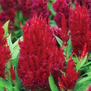 HẠT GIỐNG HOA MÀO GÀ LỬA ( CELOSIA PLUMOSA )