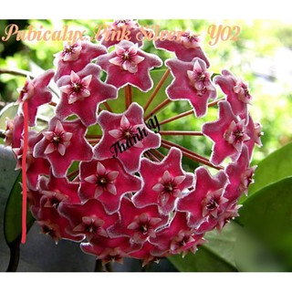 cẩm cù Hoya
