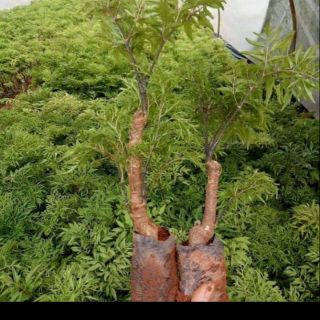 Cây giông đinh lăng nếp lá nhỏ