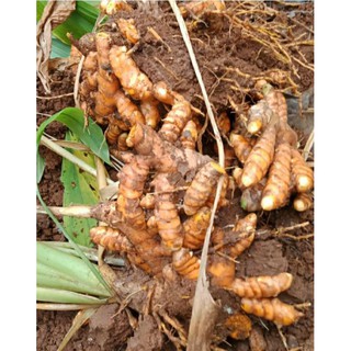 cây củ nghệ, 1kg