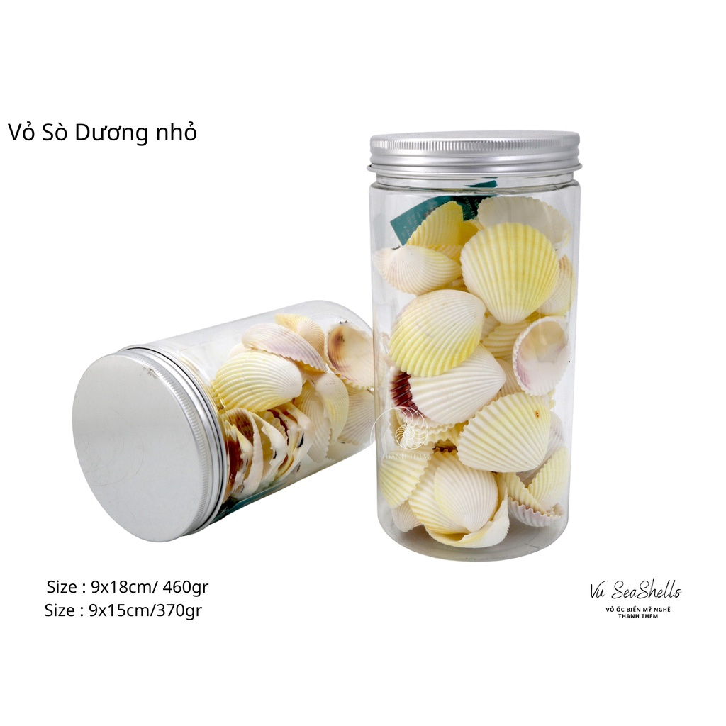 Vỏ Ốc Biển - Hủ Vỏ Sò Dương - Dùng Trong Trang Trí - Decor Chụp Ảnh.