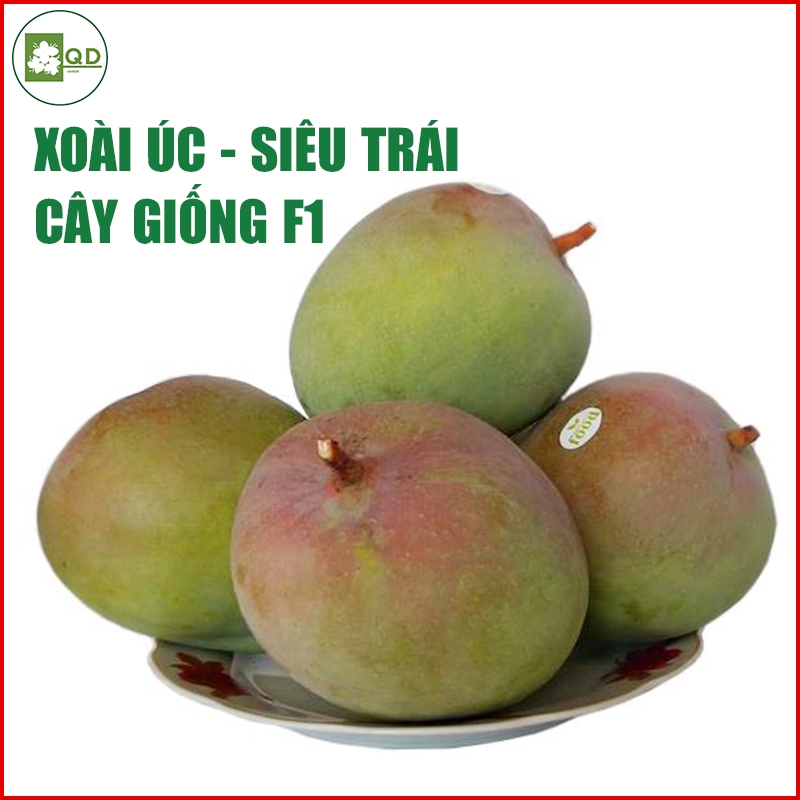 Cây xoài Úc siêu trái (cây con giống F1) khỏe dễ sống thơm ngọt năng suất cao - QD22