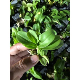 giả hạc lai mã số 4