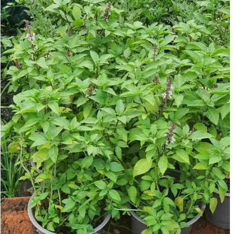 Rau chậu Húng quế TACY'S GARDEN 100% rau sạch nhà vườn trồng