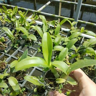 Rồng xanh cây giống