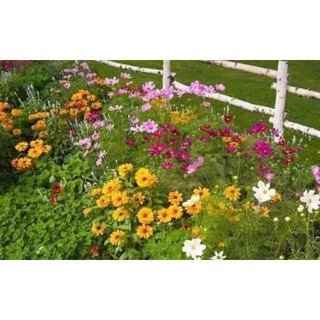 🌸🌸 HẠT GIỐNG HOA HỖN HỢP Gói 200 hạt