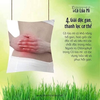 Hạt Giống Cỏ Lúa Mì