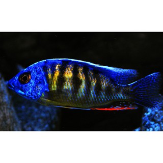 thức ăn cá Ali (Ali Cichlid Food) 100Gr