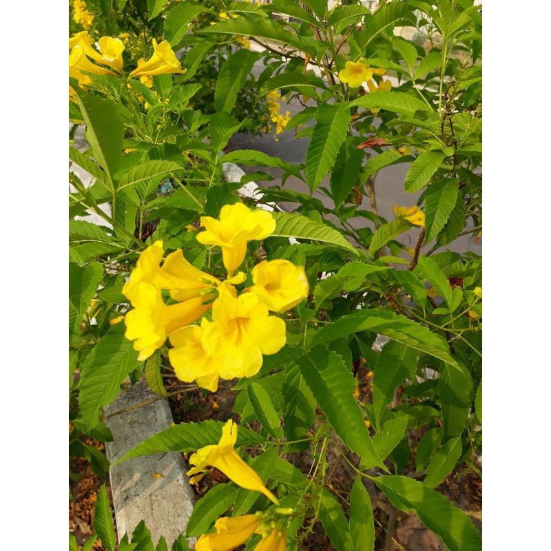 Hoa chuông vàng hoàng yến