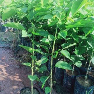 Hạt giống cây giáng hương (đinh hương)