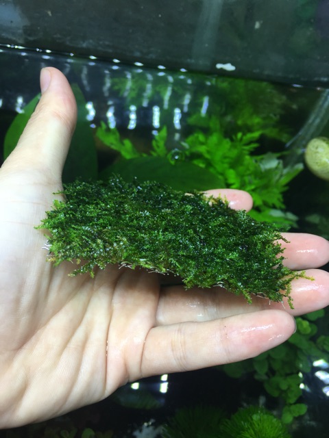 Rêu mini taiwan 8x8 rêu thuỷ sinh trang trí hồ cá