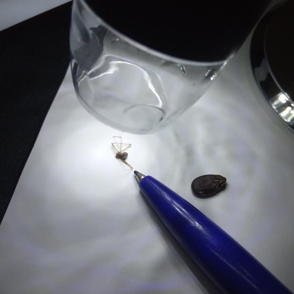 Máy soi da soi tóc mini spa thẫm mỹ viện phóng đại 1600X kết nối điện thoại và máy tính Digital Microscope