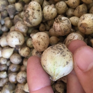 Hành tăm(củ nén)65k/1kg sài gòn