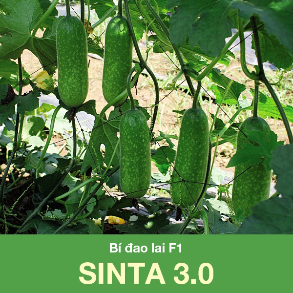 Hạt Giống Bí Đao Lai F1 Sinta 0.2 Gram