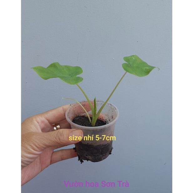 Cây BẠC HÀ/DỌC MÙNG nấu canh chua {giao hảo tốc tpHCM}