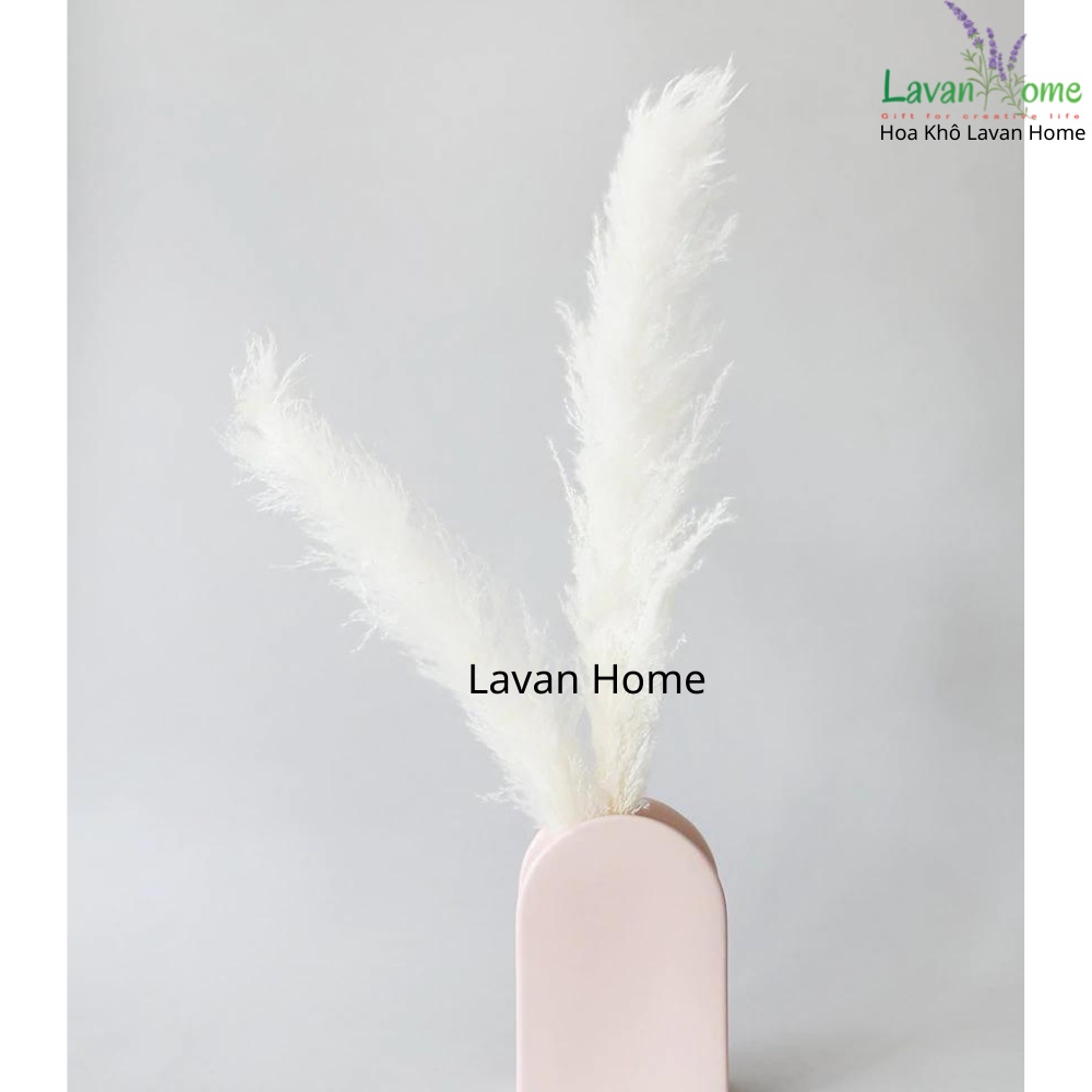 Cỏ lau khô nhỏ Pampass Grass dùng làm phụ kiện chụp ảnh, căm trang trí, bình hoa để bàn, hoa cưới vintage - Lavan Home