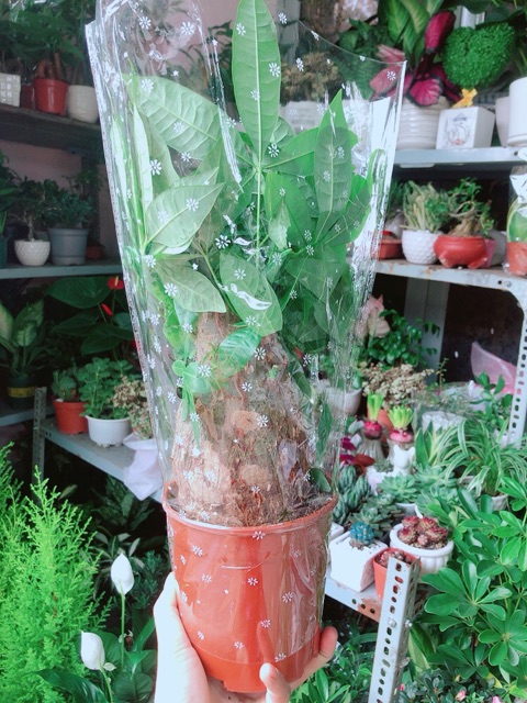 Kim Ngân 1 Thân Lớn