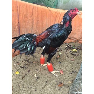 Tạ chân gà chọi