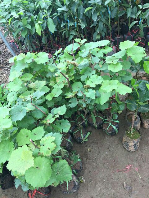 CÂY NHO NGÓN TAY MỸ 8 THÁNG CHO QUẢ