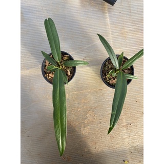 Chậu cứng anthurium bakeri