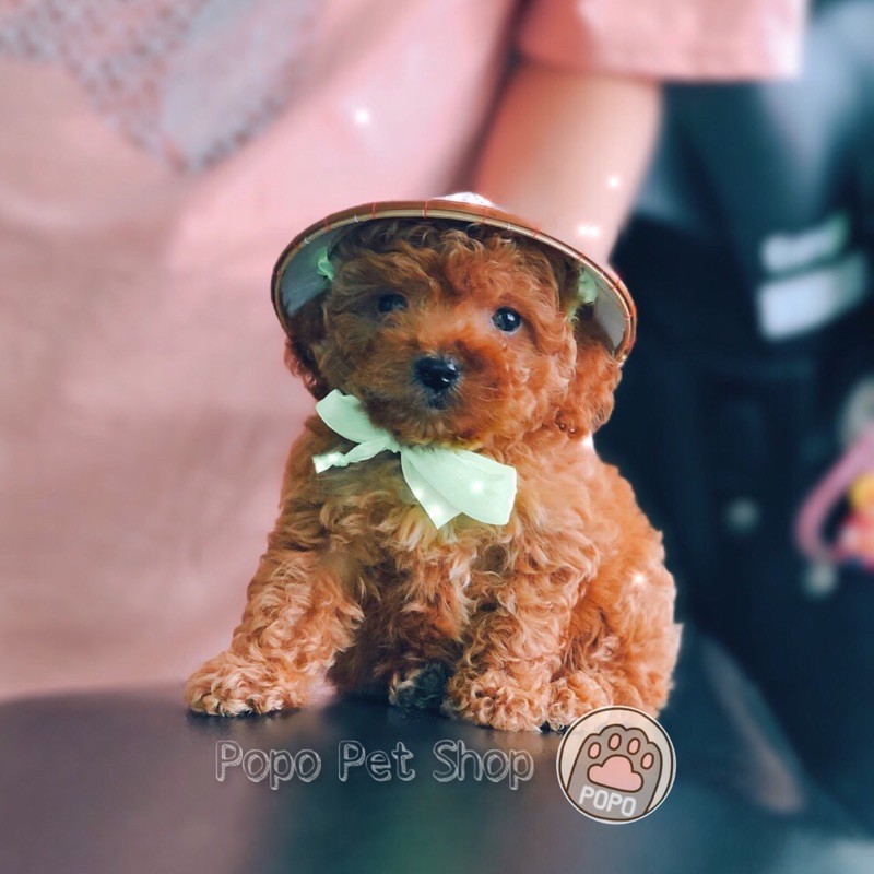 🌱 Nón Lá Việt Nam cho thú cưng chó mèo