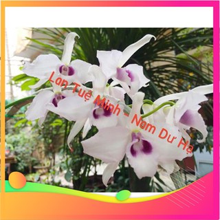 [Hàng chuẩn zin] Hoa lan Giả hạc (Phi điệp) Blue cực đẹp