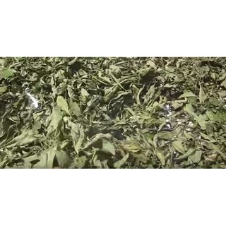 Lá Đắng (Lá Mật Gấu Nam / Kim Thất Tai) - Tươi & Khô