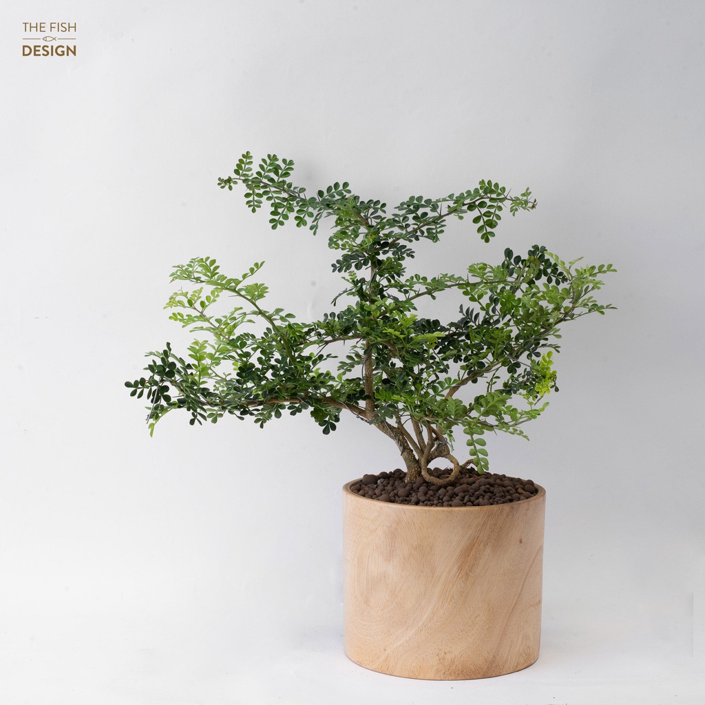 Chậu cây Cần thăng | THE FISH DESIGN Size LS ( cây trong nhà , cây văn phòng , cây xanh , cây , cây bàn làm việc ... )