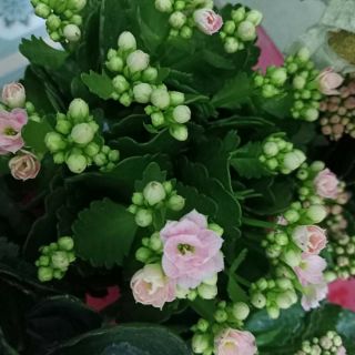 Bán cành giống đang ươm hoa sống đời kép có hoa nụ