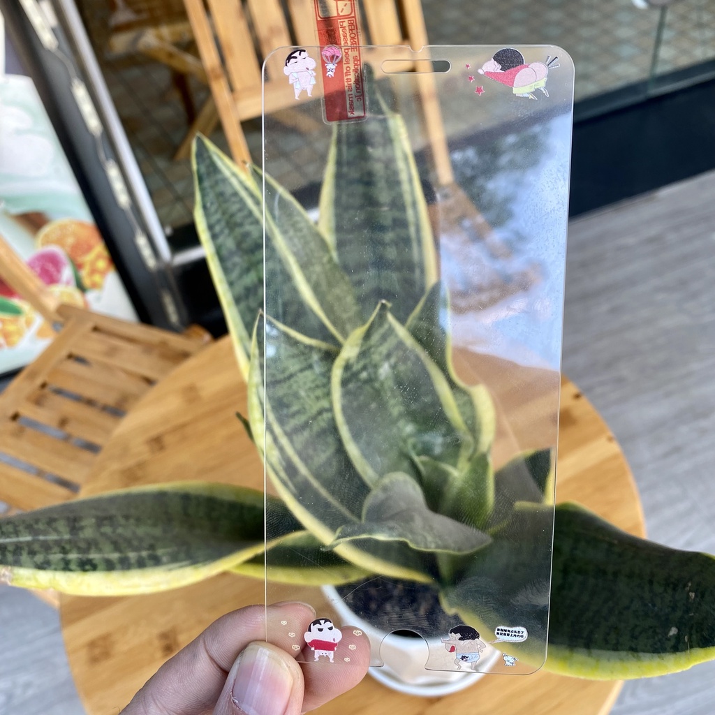 Kính cường lực in hình nhân vật hoạt hình dễ thương Iphone 7 plus / 8 plus / 6 plus / 6s plus / 5 5s  trong suốt