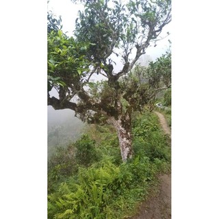 Trà san tuyết Hà Giang 200gr