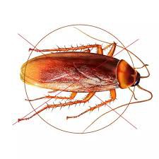 6 gói thuốc diệt kiến, diệt gián và côn trùng siêu hiệu quả dạng bột ( gói 20g )