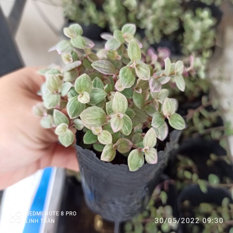 Thài lài hồng mini **