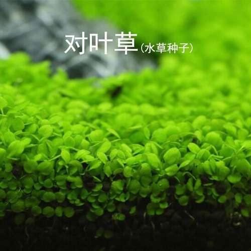 HẠT GIỐNG CHÂN TRÂU THỦY SINH HAI CỎ LÁ ĐÔI NHỎ