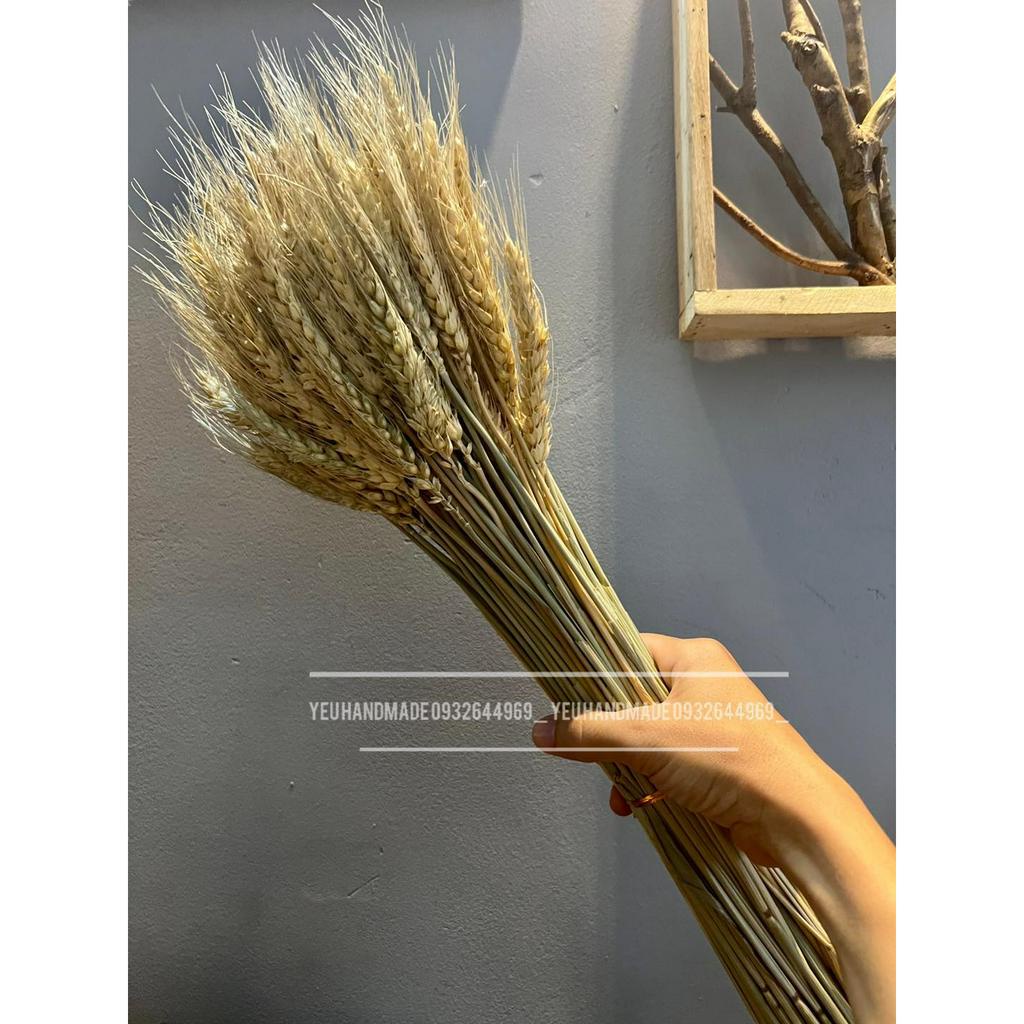 Lúa Indo _ Lúa Mạch Châu Âu Decor