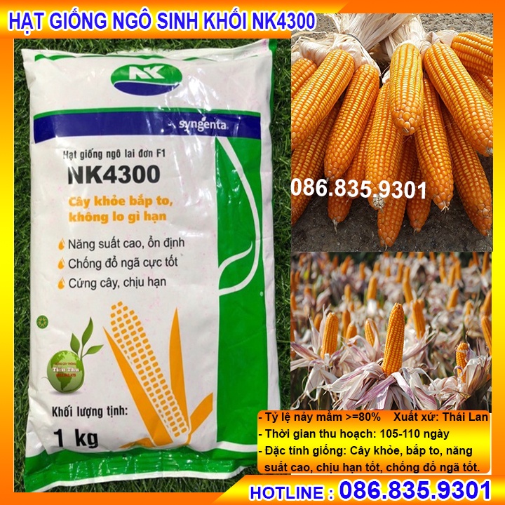 HẠT GIỐNG NGÔ SINH KHỐI  NK4300 GÓI 500G, NĂNG XUẤT CAO, ỔN ĐỊNH