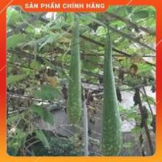 BẦU SAO TRÁI DÀI F1