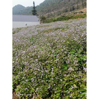 cây cứt lợn ( cỏ hôi loại khô)