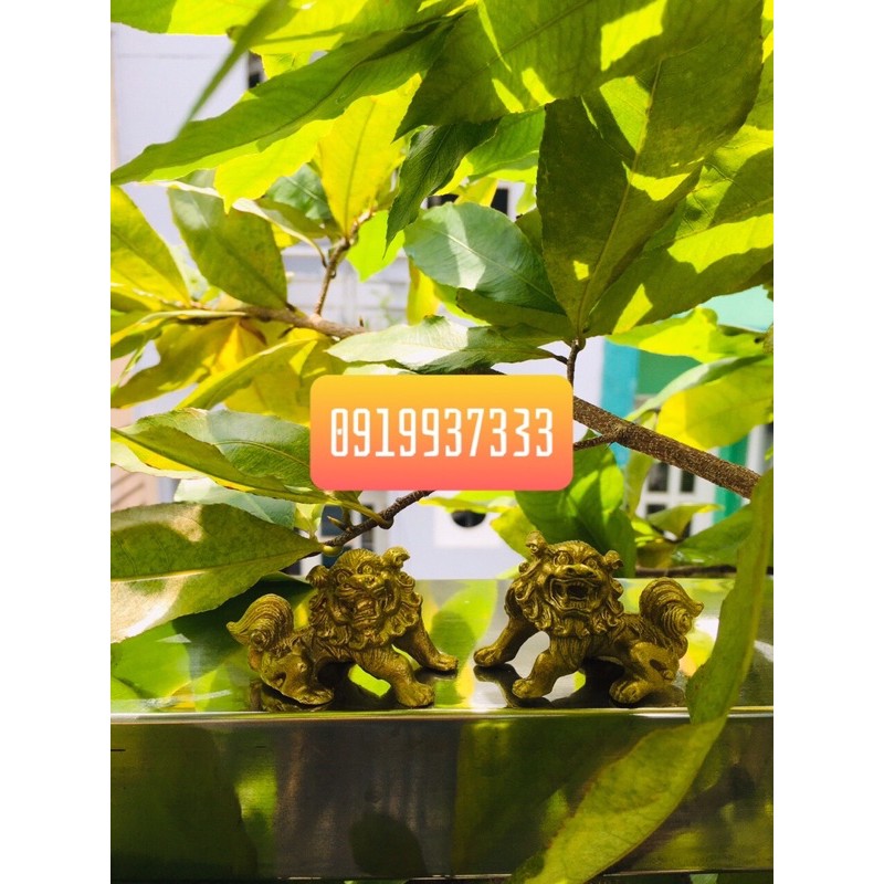 Cặp sư tử đồng nhí
