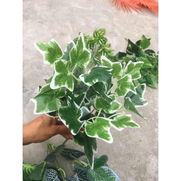 Cụm Lá Điểm Trang